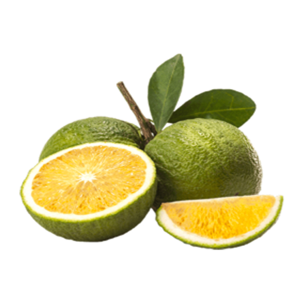Chinotto