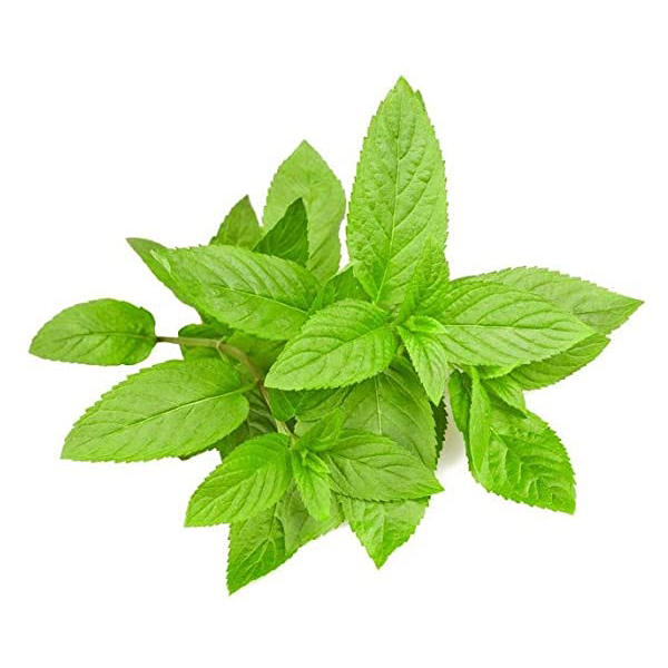 Menta